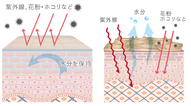 バリア機能ってなに？