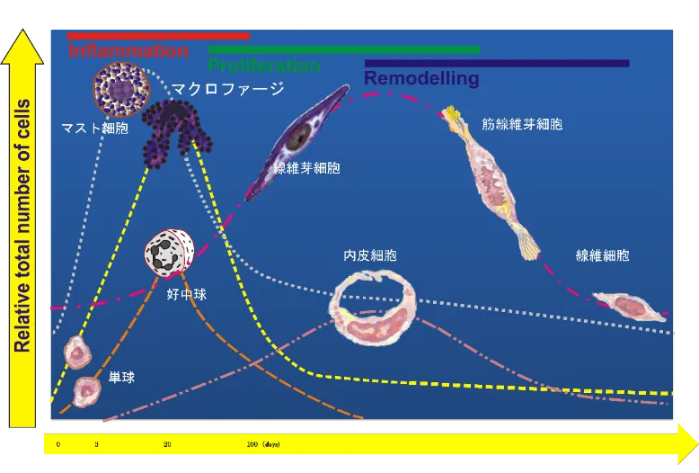 ヒーライトⅡ照射後の細胞の増殖過程